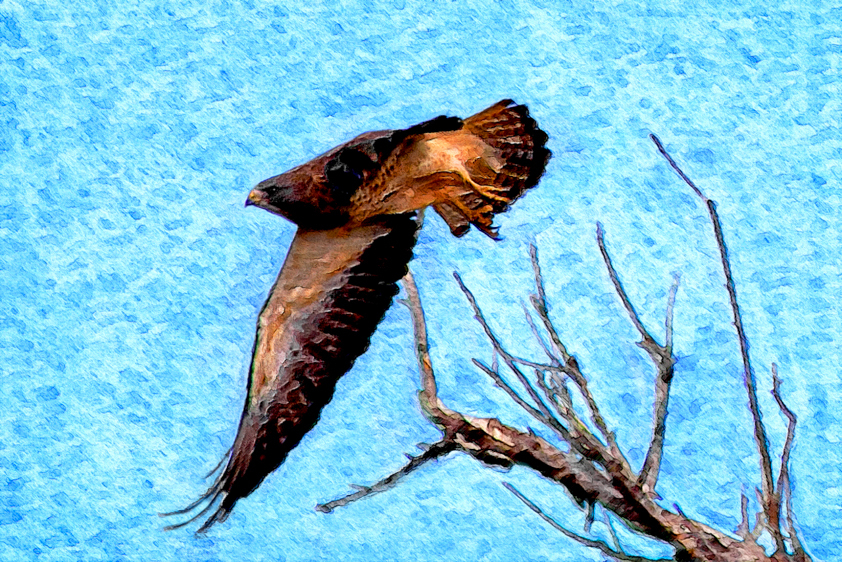Falcon, Blanca Wetlands, CO