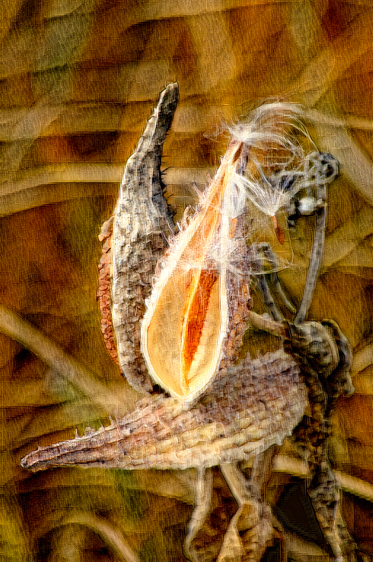 Milkweed Seed Pods, Alamosa National Wildlife Refuge, CO