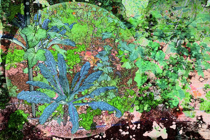 Lacinato Kale