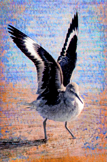 Willet, Ballona Wetlands, CA