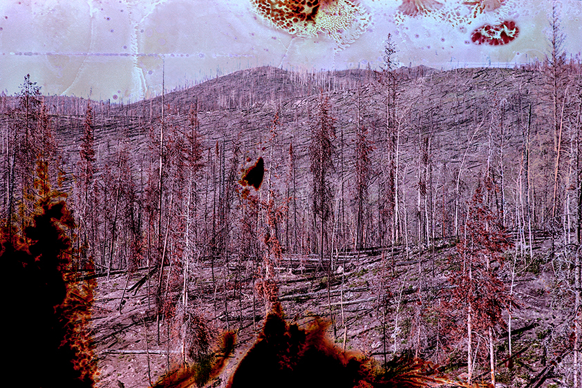 Williams Fork Wildfire Burn Area, Arapaho National Forest, Colorado