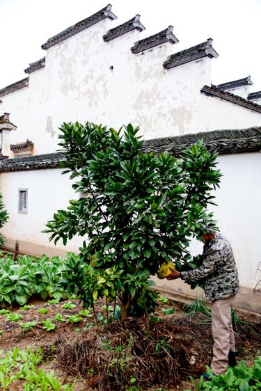 Anhui Province, China,  Copyright Melissa Lynn 2019 Chinese Farmer