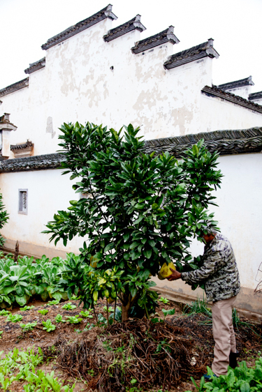 Anhui Province, China, Copyright Melissa Lynn 2019 Chinese Farmer