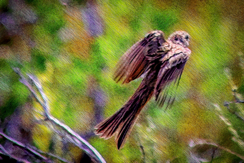 Sparrow, Willow Preserve, Dillion Reservoir, CO