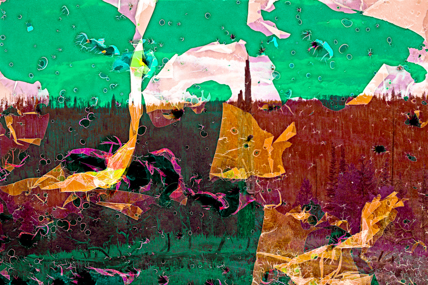 Williams Fork Wildfire Burn Area #3, Arapaho National Forest, Colorado