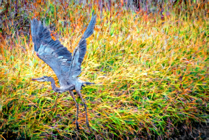 Great Blue Heron, Ballona Wetlands, CA