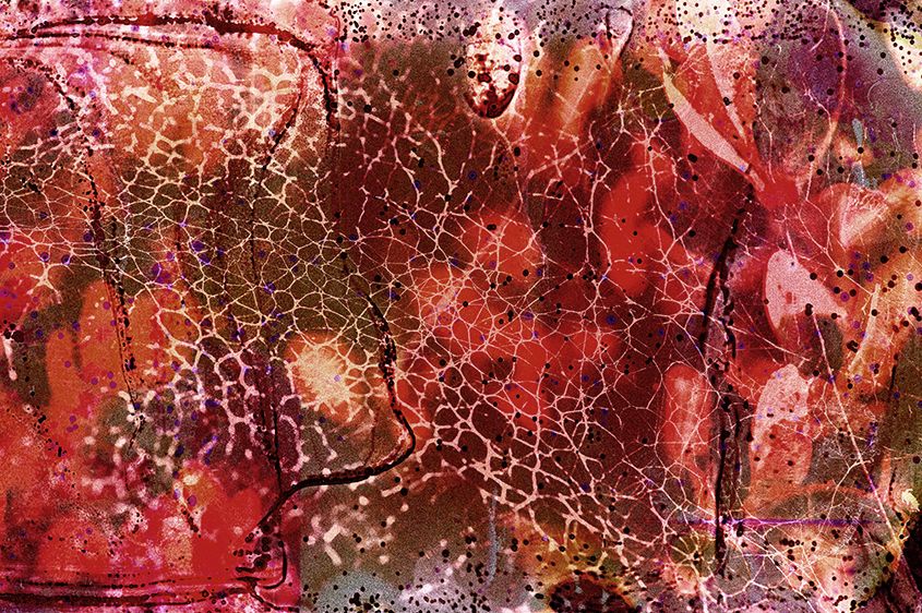 Spider Web-Forty Percent of the World's Spiders are Endangered