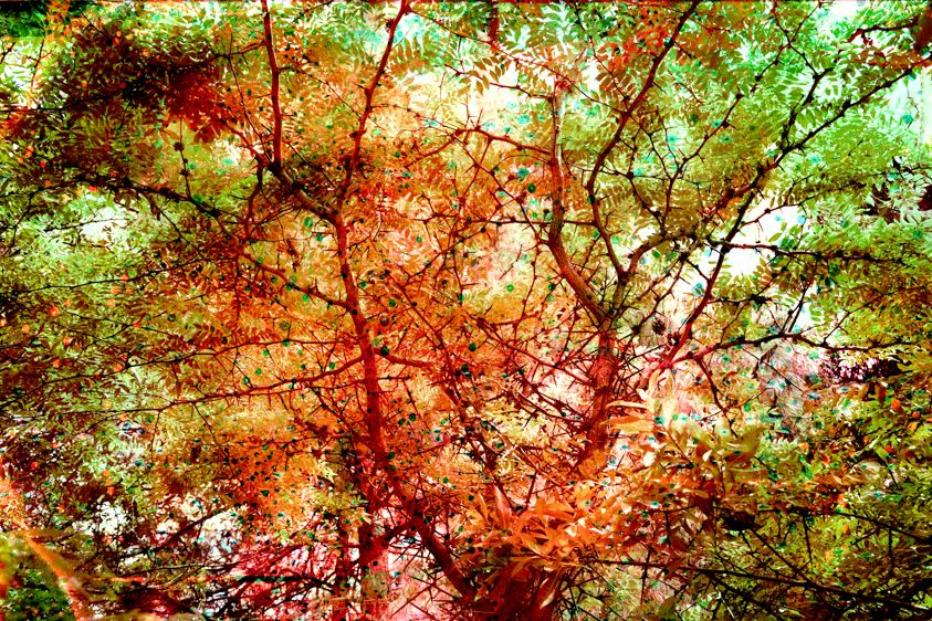 Villose Honey Locust-Endangered