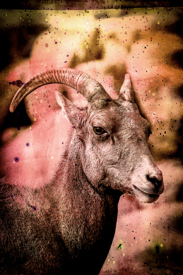 Peninsular Bighorn Sheep-Endangered