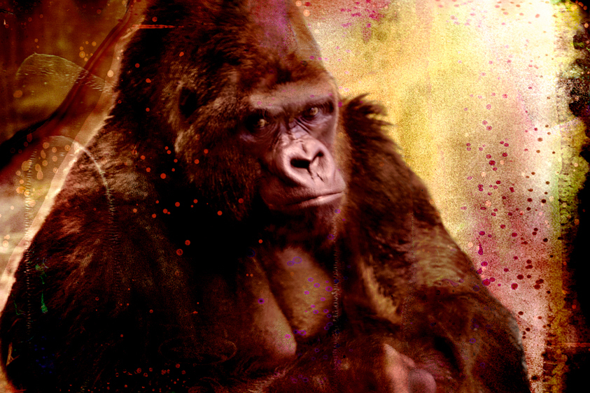 Western Lowland Gorilla-Critically Endangered