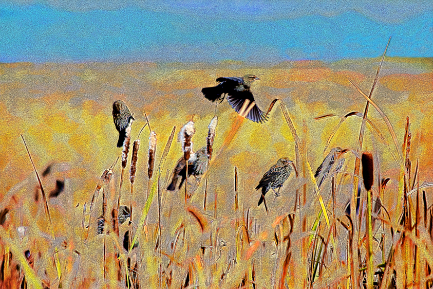 Red-Winged Black Birds (females), Monte Vista National Wildlife Refuge, CO