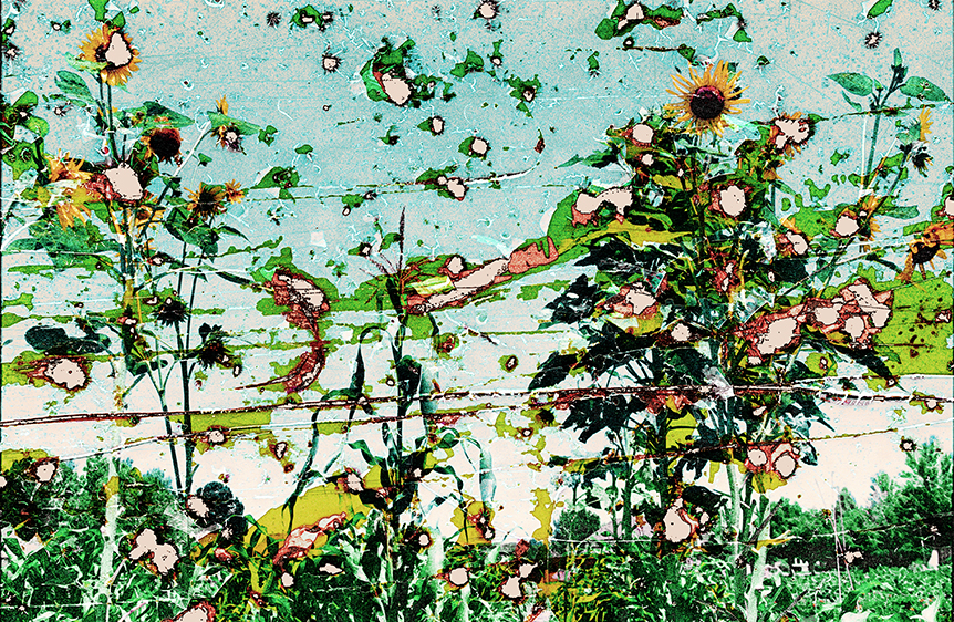 Native Sunflowers, Spirit of the Sun Indigenous Farm