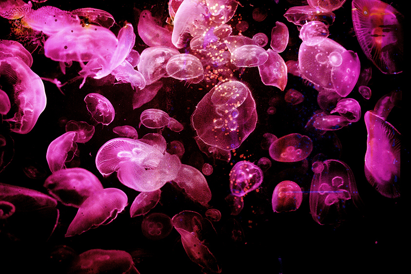 Jellyfish Bloom