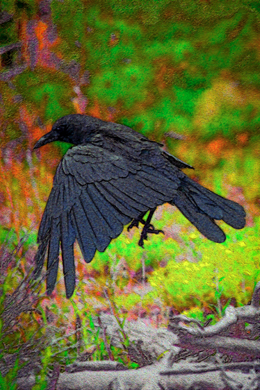 Raven, Dillion Reservoir, CO