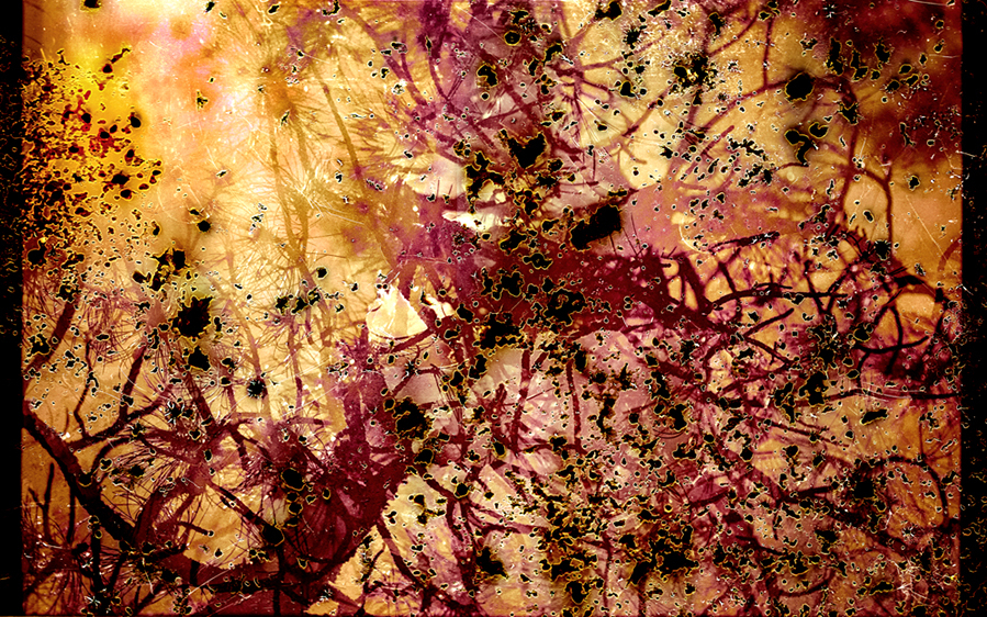 Scorched Tree #1, Lefthand Canyon Wildfire Burn Scar, Boulder County, CO