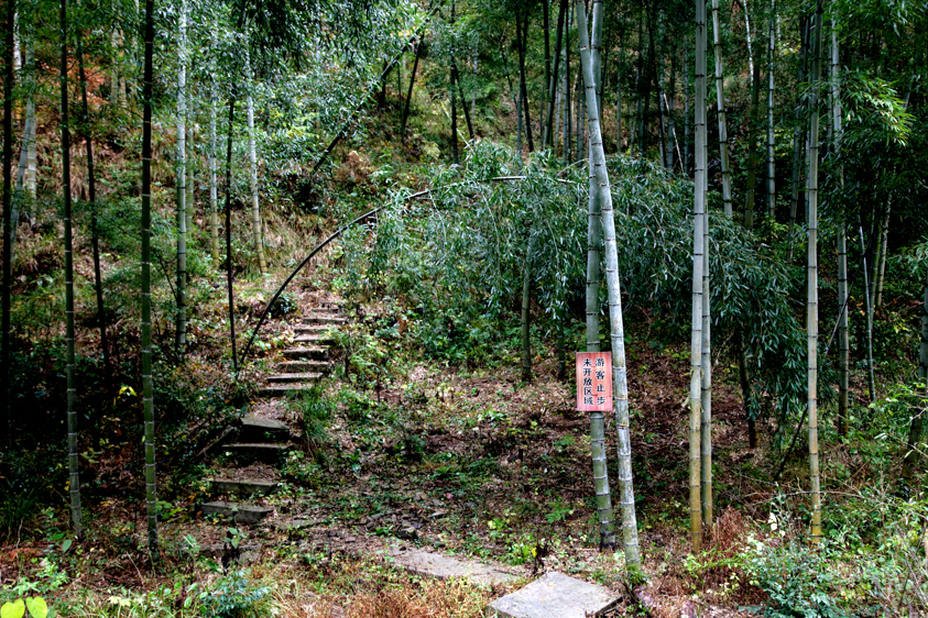 Anhui Province, China, Copyright Melissa Lynn 2019 Bamboo Forest