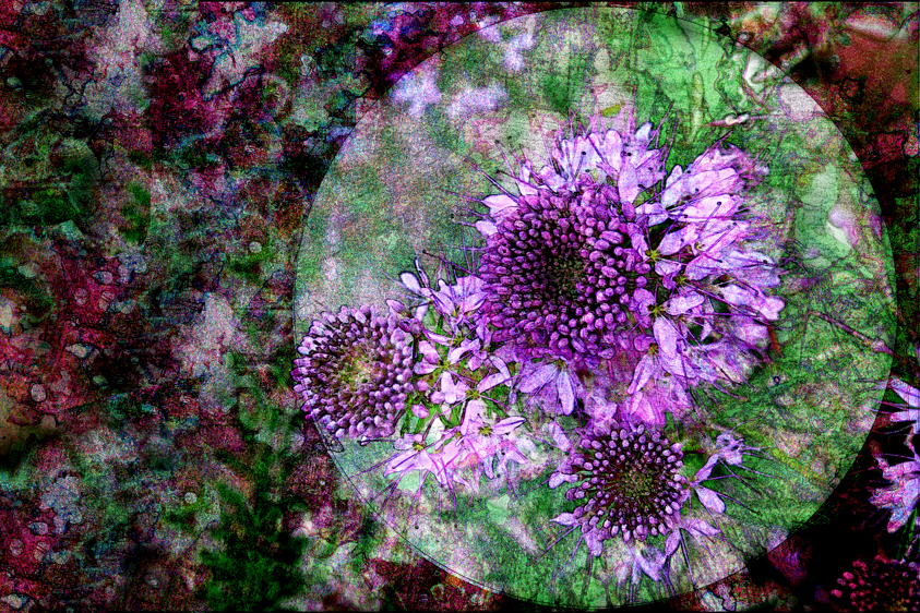 Rocky Mountain Bee Flower