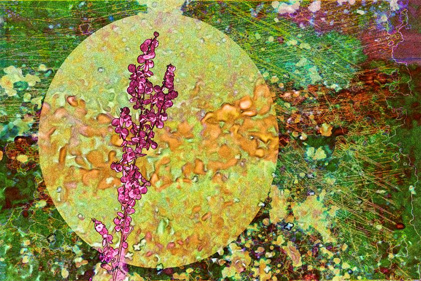Orach