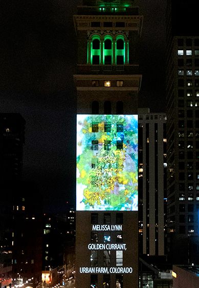 Outdoor exhibition digitally projected onto the Daniels and Fisher Clocktower for the Month of Photography Denver Festival, curated by Samantha Johnston, 2025 Night Lights Denver