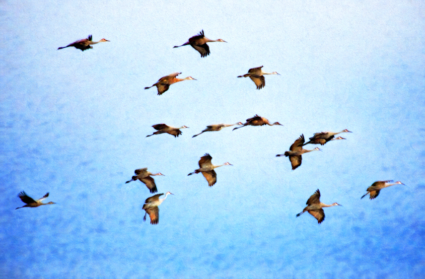 Sandhill Cranes in Flight, San Luis Valley, CO