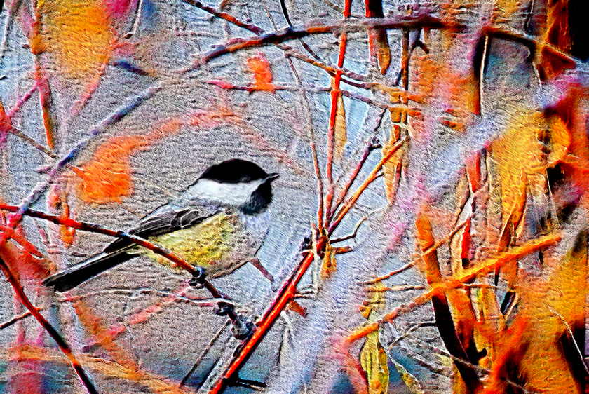 Black-capped Chickadee, Cherry Creek Reservoir wetlands, CO