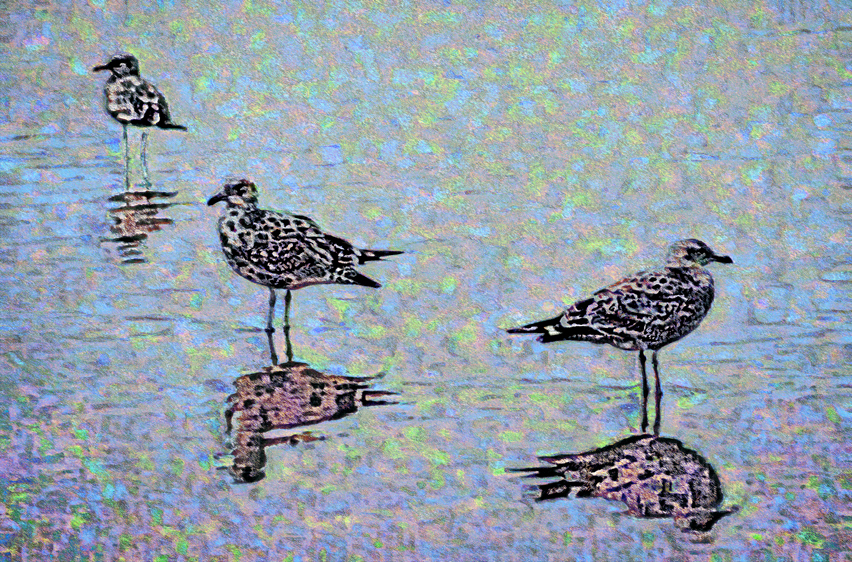 Western Gulls, Ballona Wetlands, CA