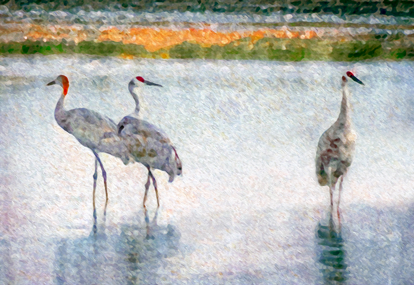 Sandhill Cranes, Monte Vista National Wildlife Refuge, CO