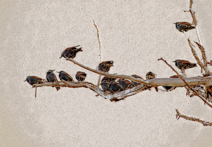 Starlings, Bluff Lake, CO