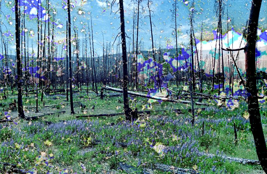 East Troublesome Wildfire Burn Scar #2, Rocky Mountain National Forest, CO