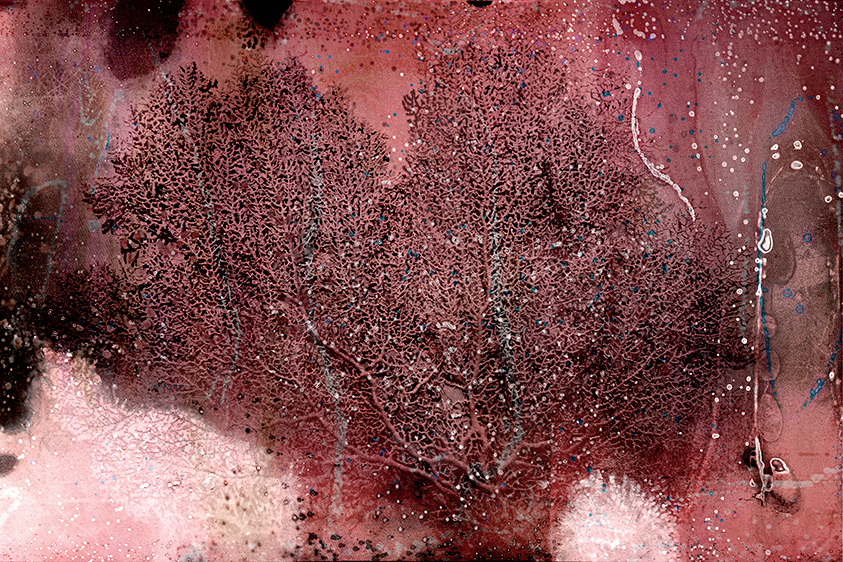 Sea Fan Coral-Vulnerable