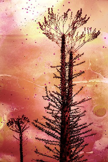 Boojum Trees-Vulnerable