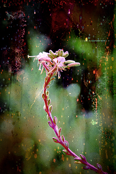 Colorado Butterfly Plant-Imperiled