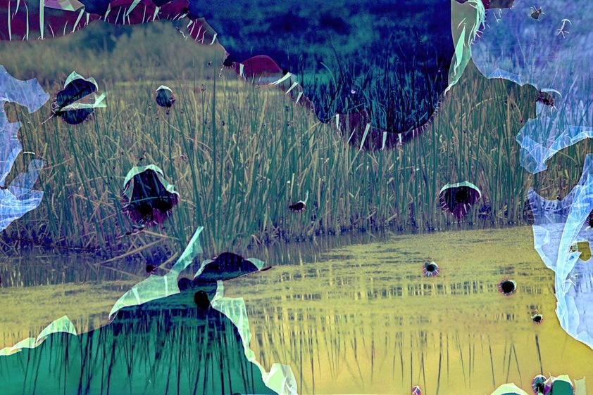 Bulrush #2