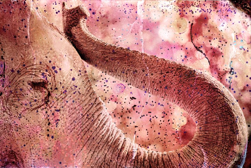 Asian Elephant-Endangered