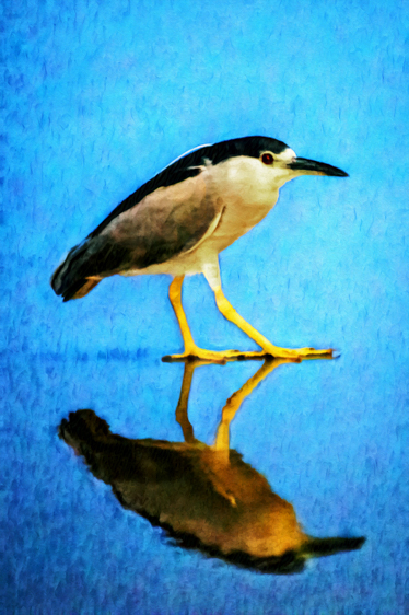 Black-crowned Night Heron, Ballona Wetlands, CA