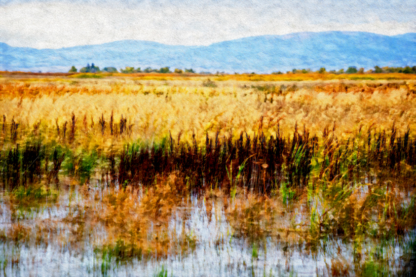 Wetlands, Alamosa National Wildlife Refuge, CO