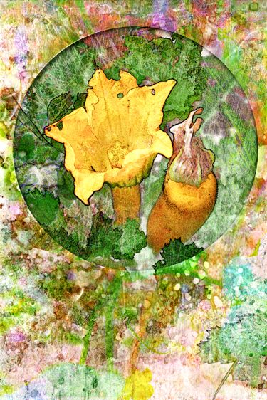 Squash Blossom