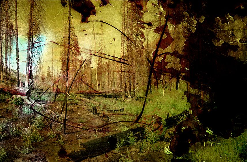 Silver Creek Wildfire Burn Scar, Kremmling, CO