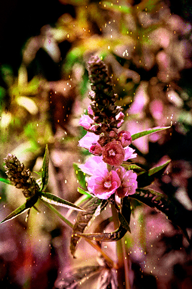 Henderson's Checker Mallow-Critically Imperiled (S1)