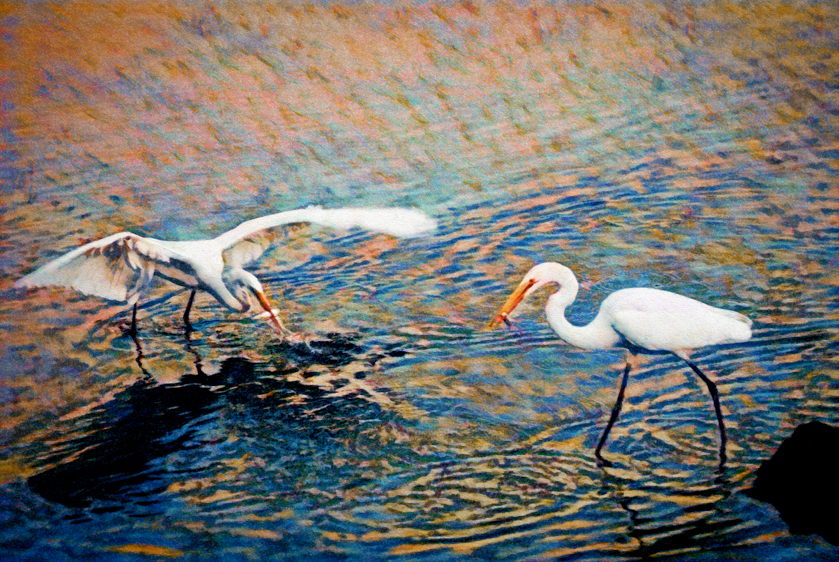 Great Egret, Ballona Wetlands, CO