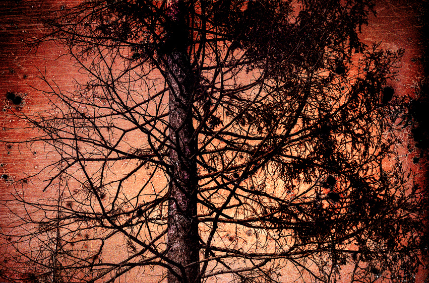 Scorched Tree #2,  Lefthand Canyon Wildfire Burn Scar, Boulder County, CO