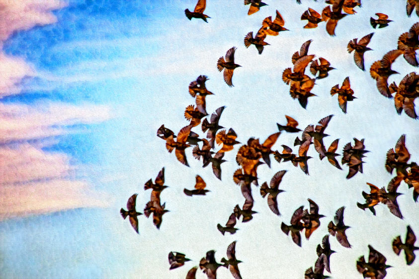 Flock of Starlings in Flight, Bluff Lake, CO