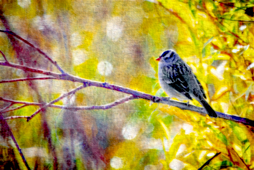 White-crowned Sparrow, Alamosa National Wildlife Refuge, CO