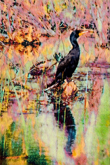 Cormorant, Bear Creek Lake, CO