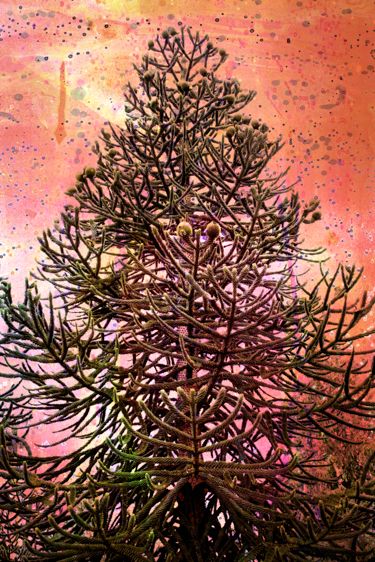 Monkey Puzzle Tree-Endangered