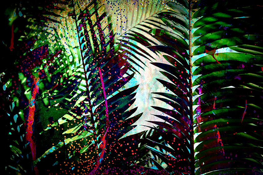 Muhure Cycad-Critically Endangered