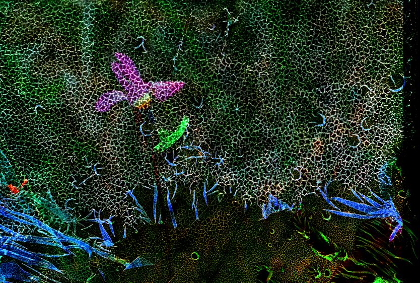 Shooting Star Primrose