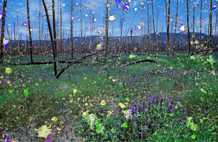 East Troublesome Wildfire Burn Scar #3, Rocky Mountain National Forest, CO