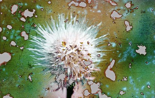 Blanketflower Seeds, Native Garden, Colorado