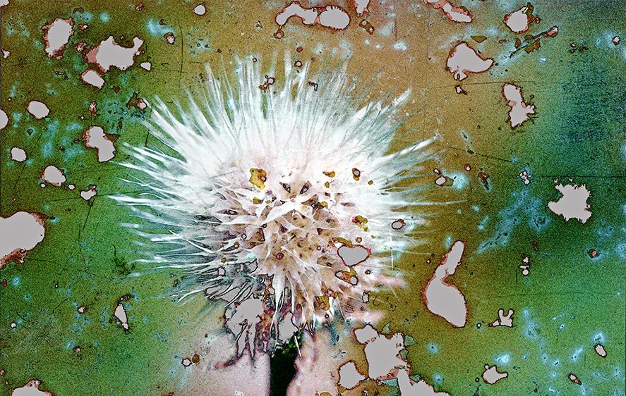 Blanketflower Seeds, Native Flower Garden, Colorado